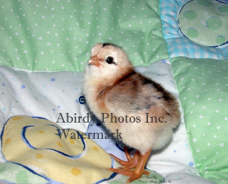Abirdy Photos Inc Birds Baby Chicks
